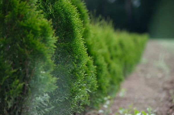 High Reach Hedgetrimmers