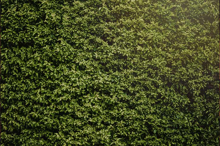 Improving Your Outdoor Privacy – Douglas Forest & Garden