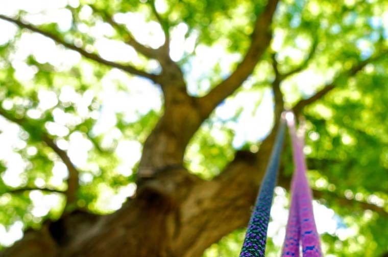 Tree Rigging Equipment for Professions – Douglas Forest & Garden