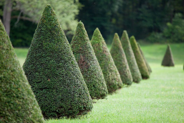 4 Reasons For Pruning Trees & Shrubs