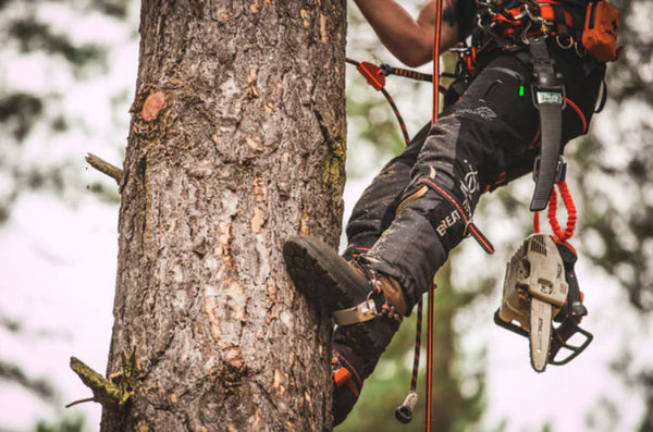 Why Do Tree Surgeons Use Climbing Spikes?