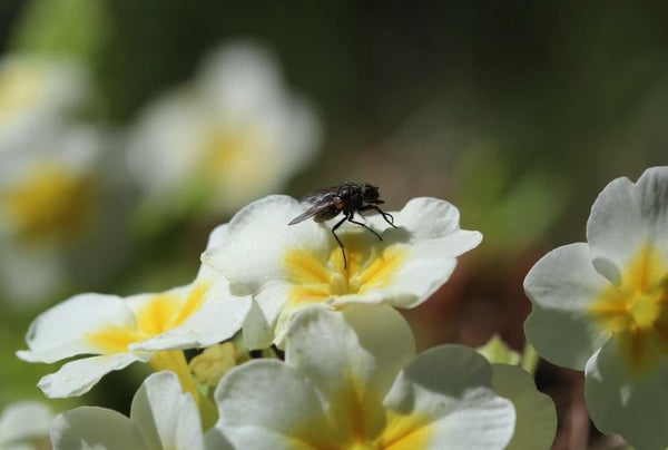 Reducing Flies in Your Garden
