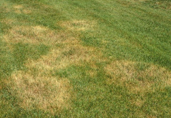 Do You Get Yellow Grass After Mowing?
