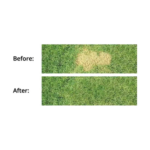 AM Hybrid Grass