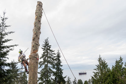 Distel Steel Leather Tree Climbing Spikes